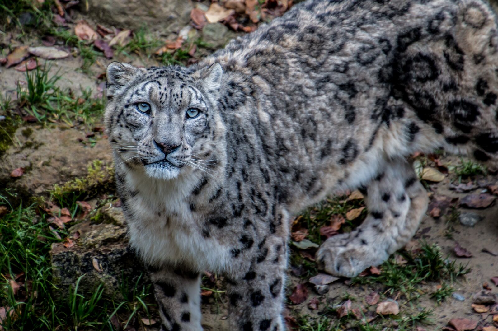Canon EOS 70D sample photo. Snow leopard, leopard, irbis photography
