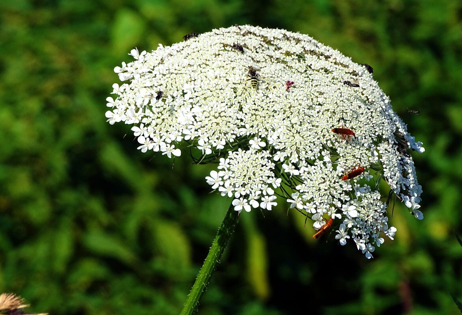 Sony Cyber-shot DSC-HX400V sample photo. Yarrow, flower, grassland plants photography
