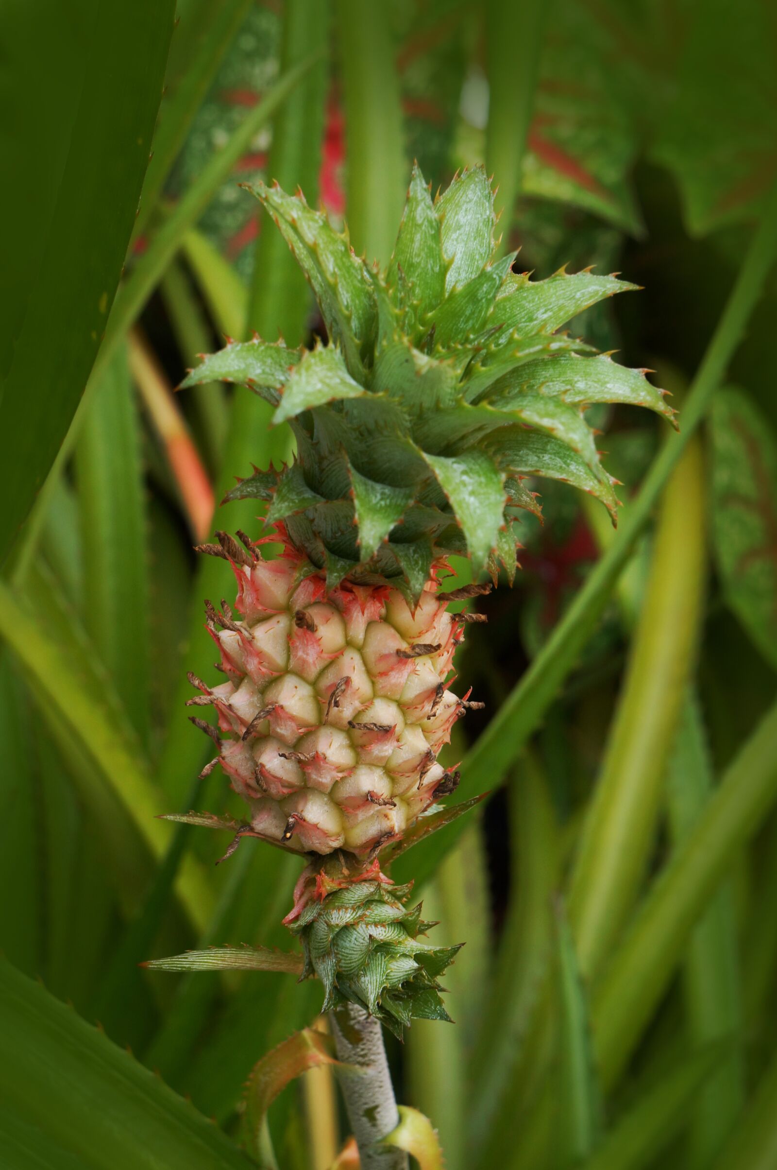 Sony Alpha NEX-F3 + Sony E 18-55mm F3.5-5.6 OSS sample photo. Pineapple fruit, spiky, fruits photography