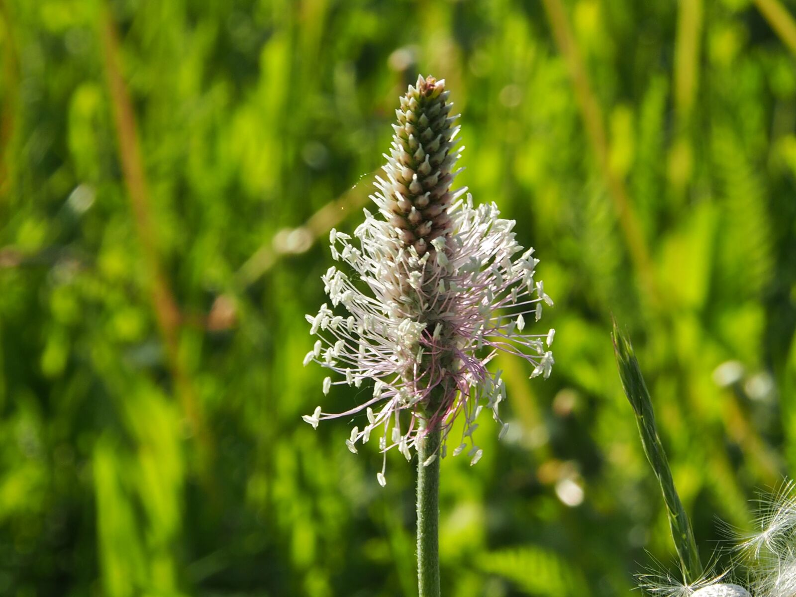 Olympus OM-D E-M5 sample photo. Plantain, meadow, close up photography