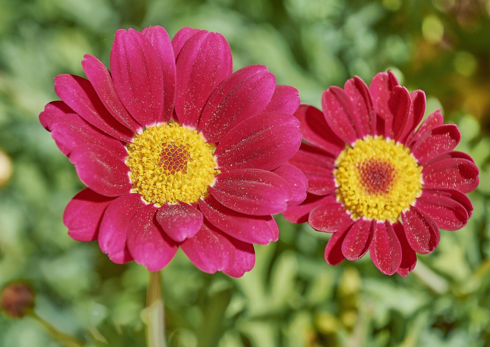 Nikon D7200 sample photo. Flower, garden, flowers photography