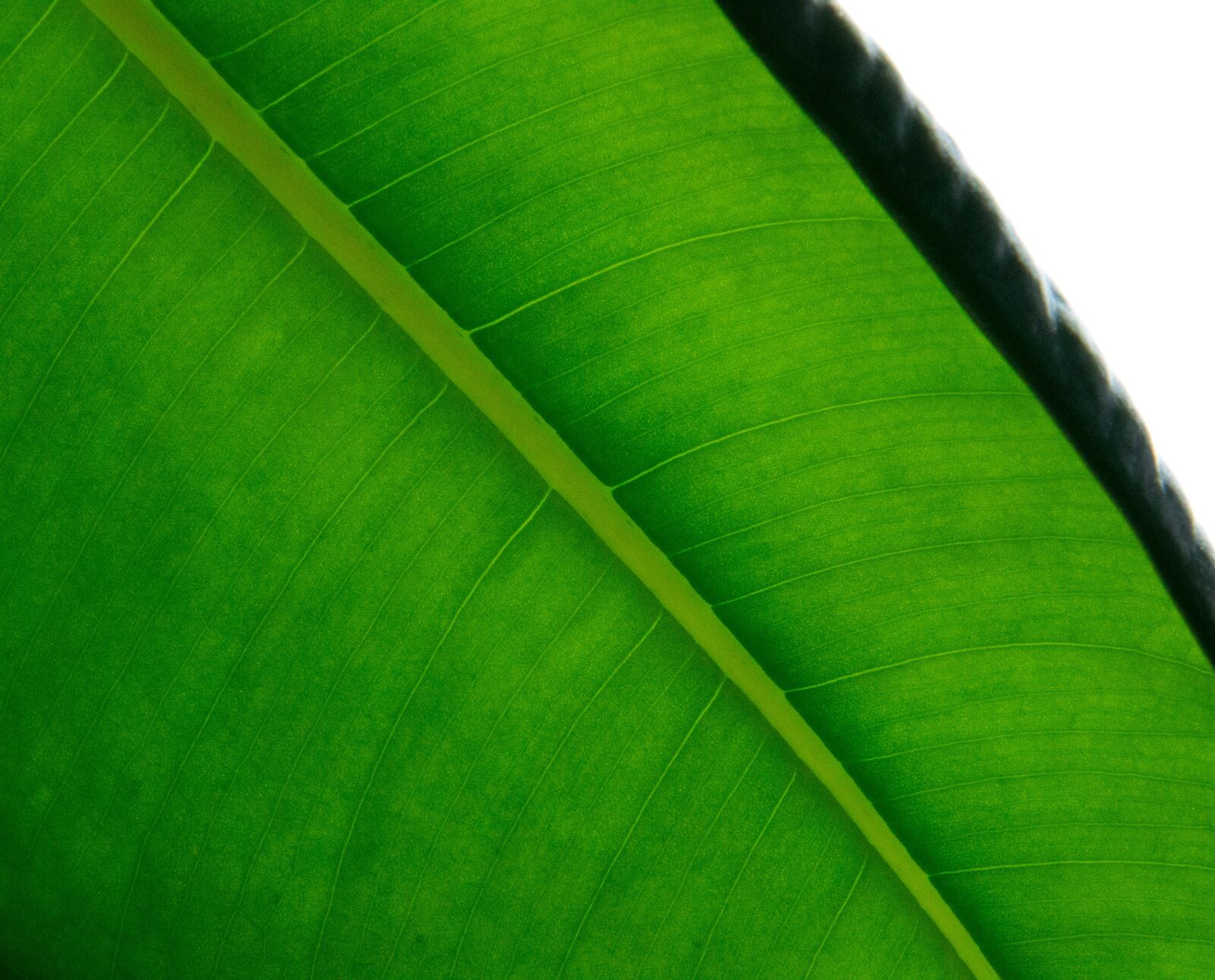Canon EF-S 18-200mm F3.5-5.6 IS sample photo. Leaf, wood, green photography