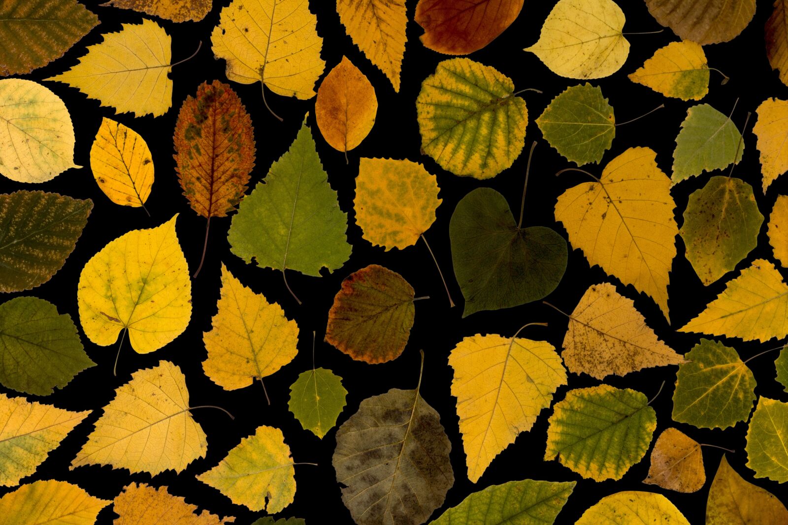 Canon EF-S 60mm F2.8 Macro USM sample photo. Leaves, true leaves, maple photography