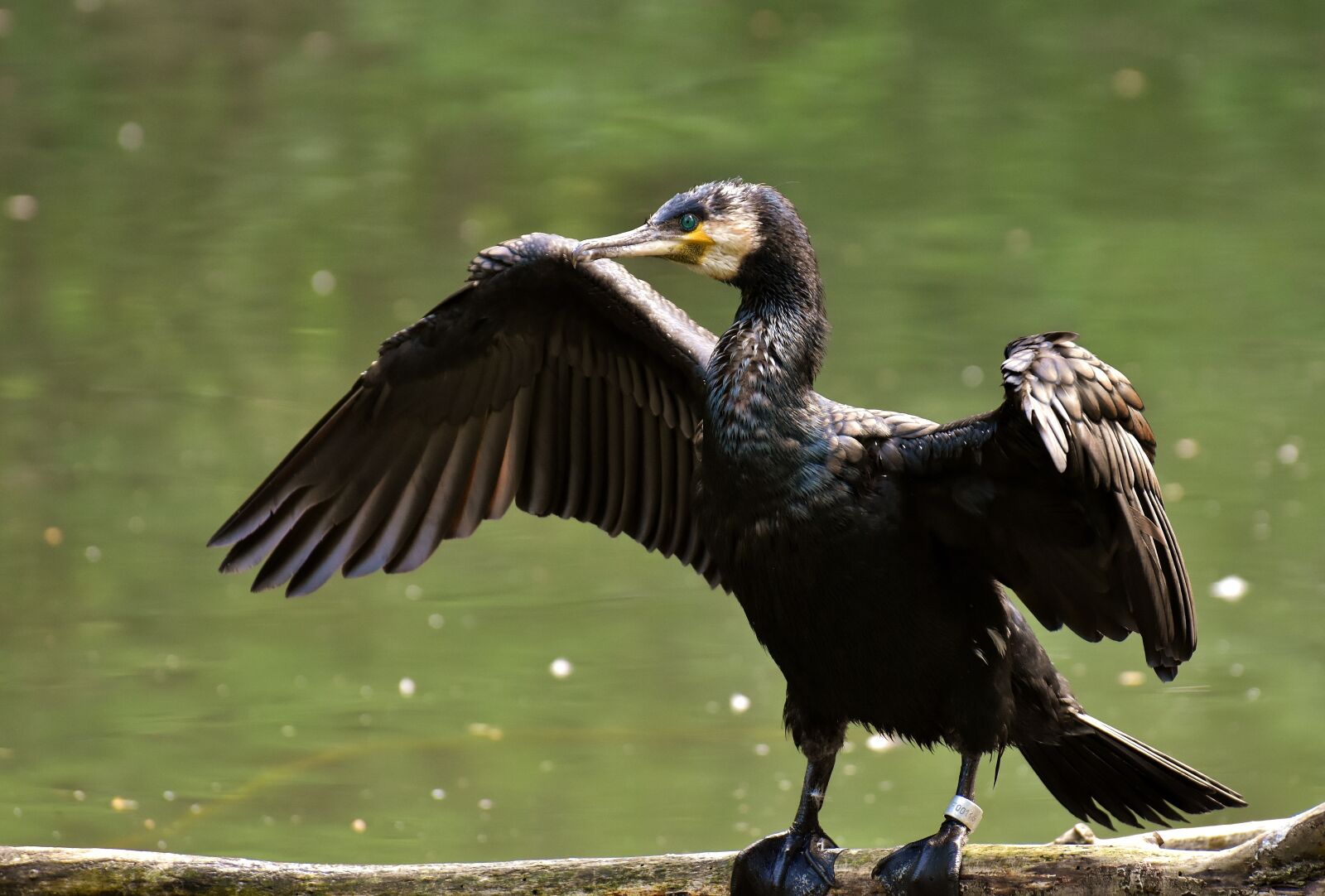 Nikon D7200 sample photo. Cormorant, phalacrocorax carbo, black photography