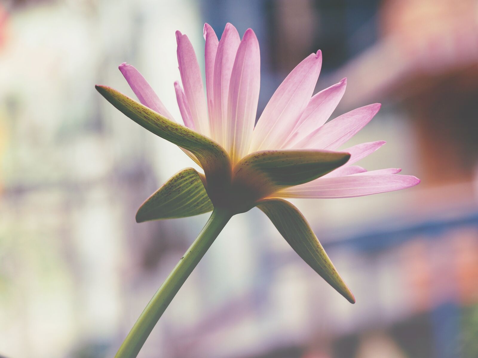 Olympus OM-D E-M5 sample photo. Pink, lotus, flower photography
