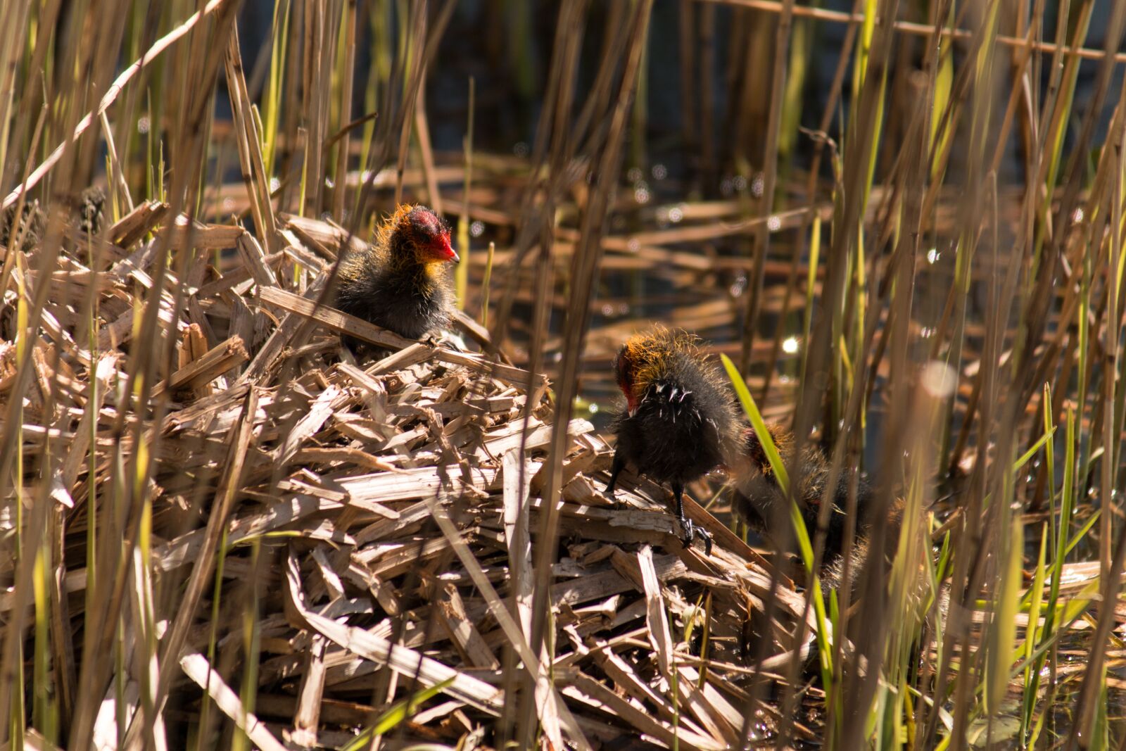 Canon EOS 70D sample photo. Nest, bird, reed photography