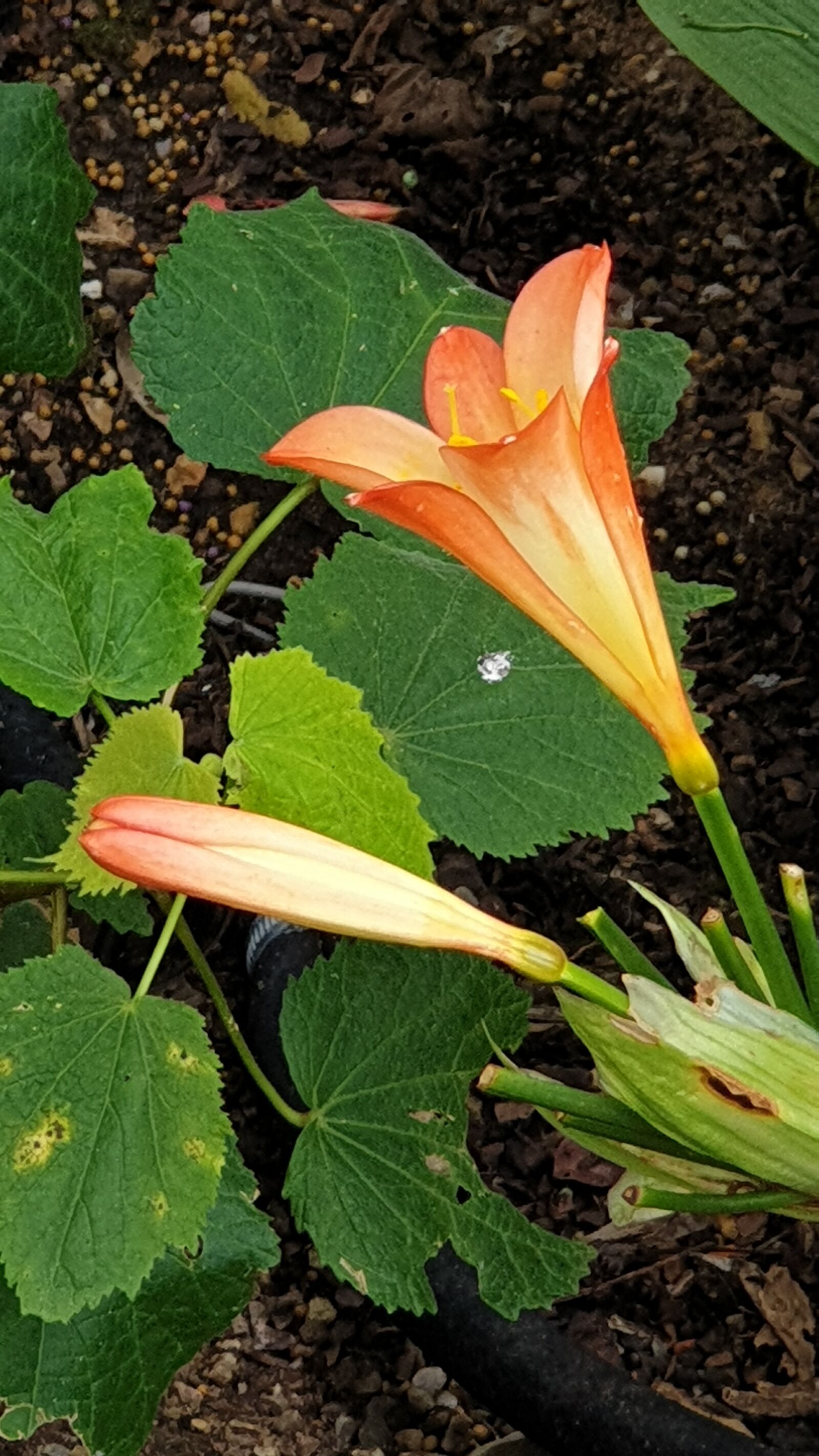 Samsung SM-G965F sample photo. Flower, fauna, nature tags photography