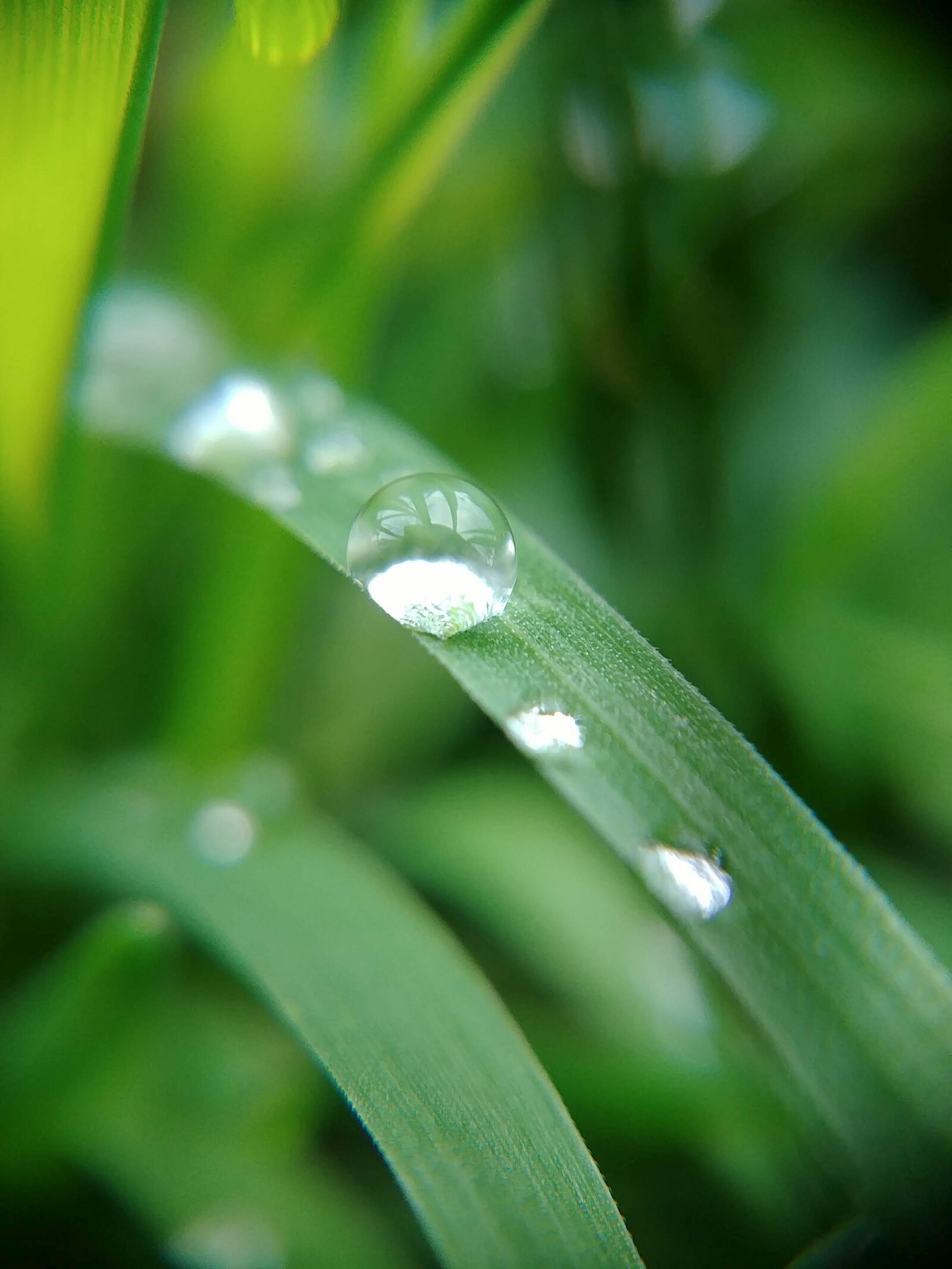 LG G6 sample photo. Grass, green leaves, raindrop photography