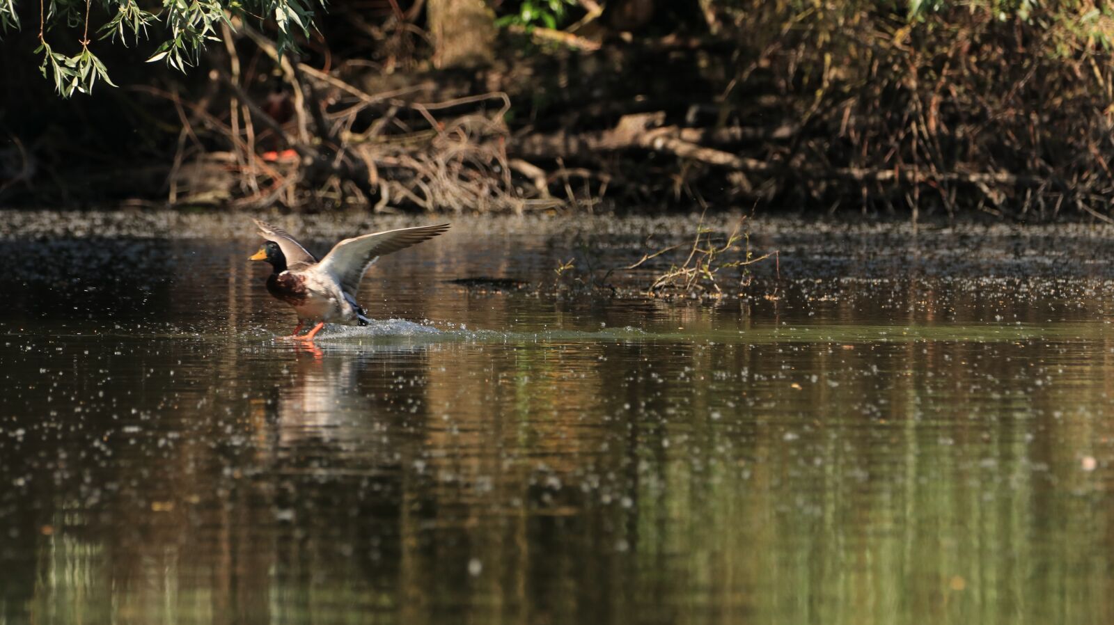 150-600mm F5-6.3 DG OS HSM | Contemporary 015 sample photo. Bird, lake, flight photography