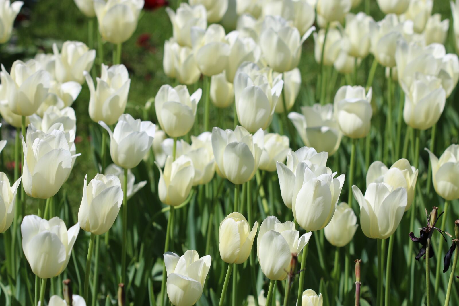 Canon EOS 70D + Canon EF 100mm F2.8 Macro USM sample photo. Tulips, white, pink photography