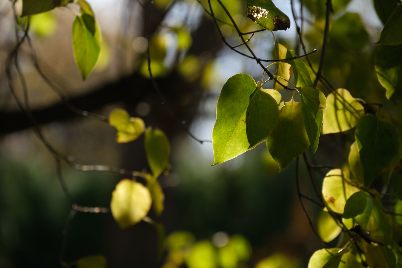 Fujifilm XF 18-120mm F4 LM PZ WR sample photo. Morning leaves photography