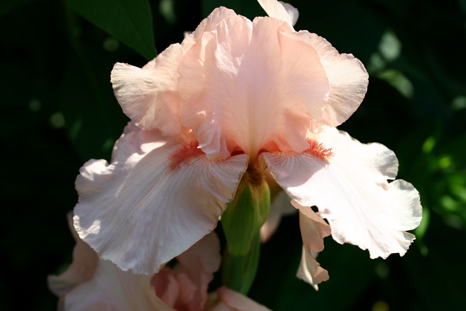Canon EOS 300D (EOS Digital Rebel / EOS Kiss Digital) sample photo. Iris, flower, close up photography