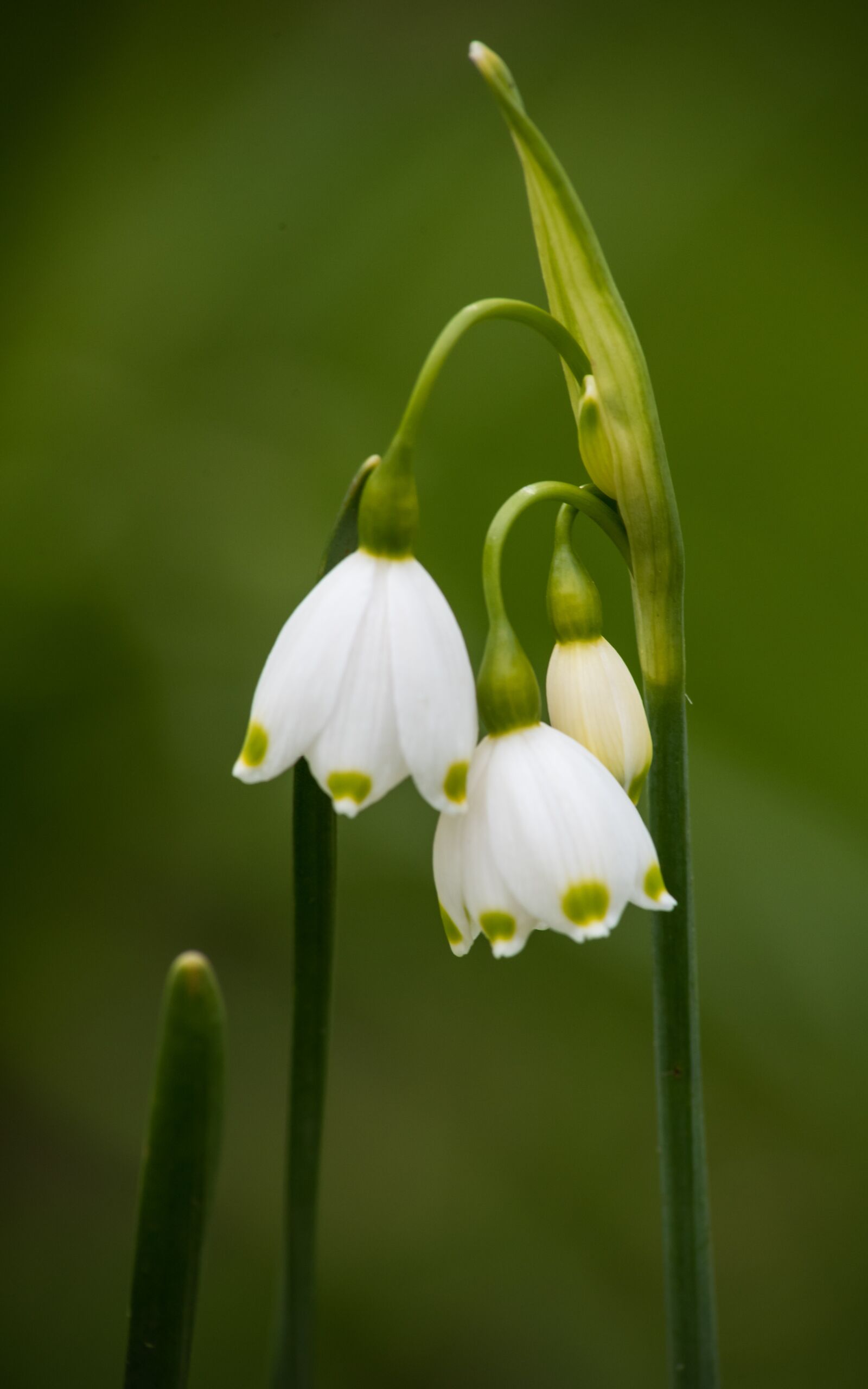 Nikon D750 sample photo. White, flowers, leaves photography