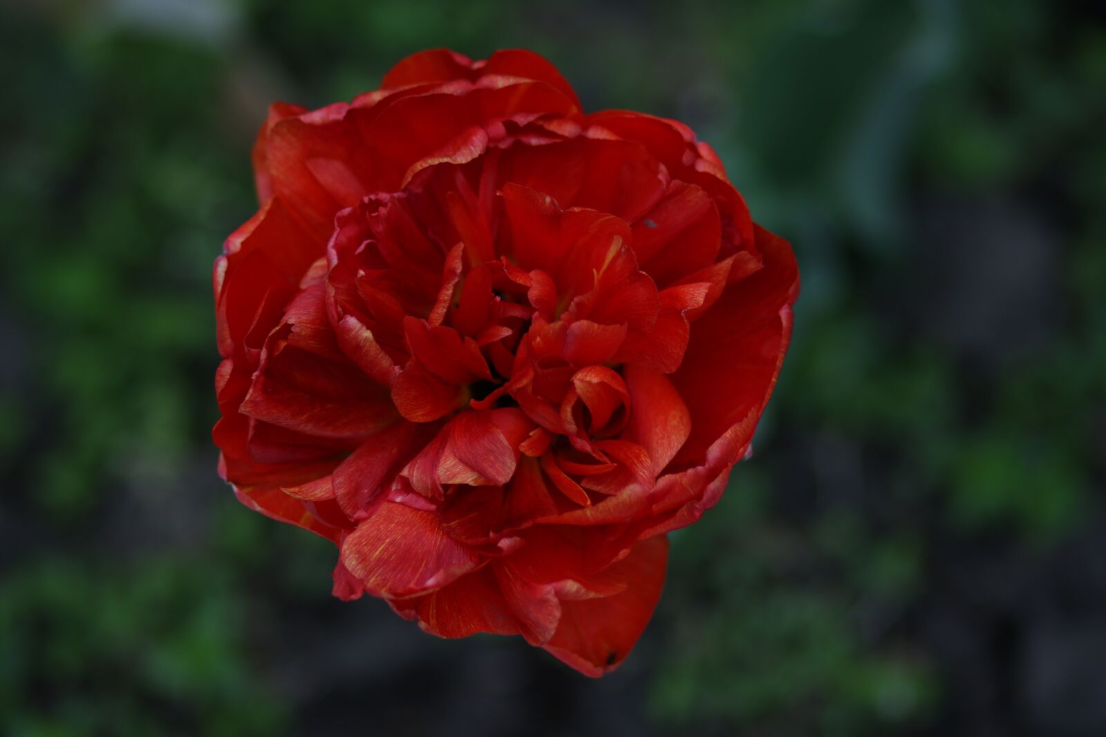 Canon EF 85mm F1.8 USM sample photo. Tulip, red, supplies photography