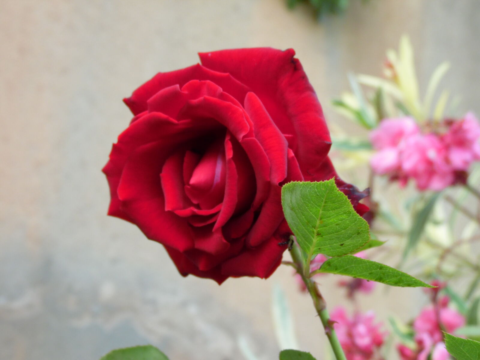Samsung WB1100F/WB1101F/WB1102F sample photo