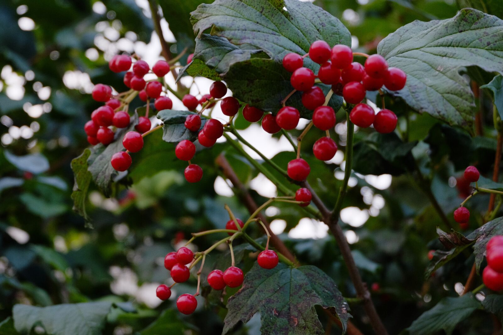 Fujifilm XC 16-50mm F3.5-5.6 OIS II sample photo. Rowan, bush, autumn photography