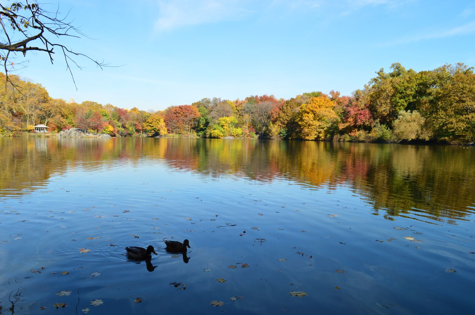 Nikon D3200 sample photo. Central park, new york photography