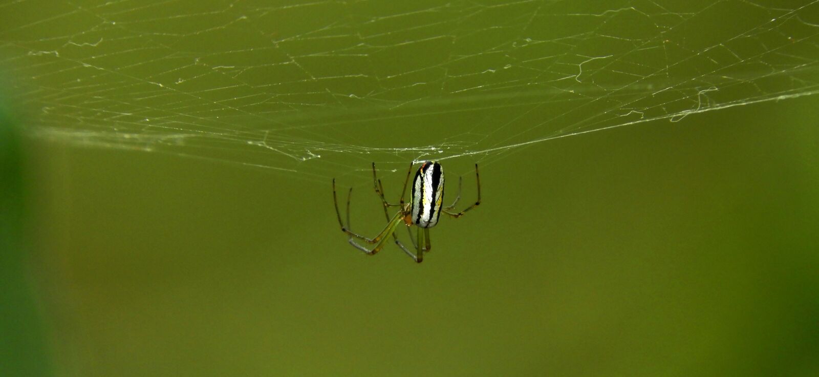 Nikon Coolpix B700 sample photo. Macro, insect, nature photography
