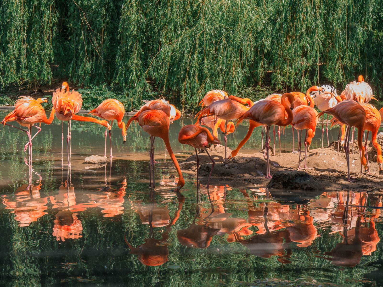 Panasonic DMC-G81 sample photo. Flamingos, birds, group of photography