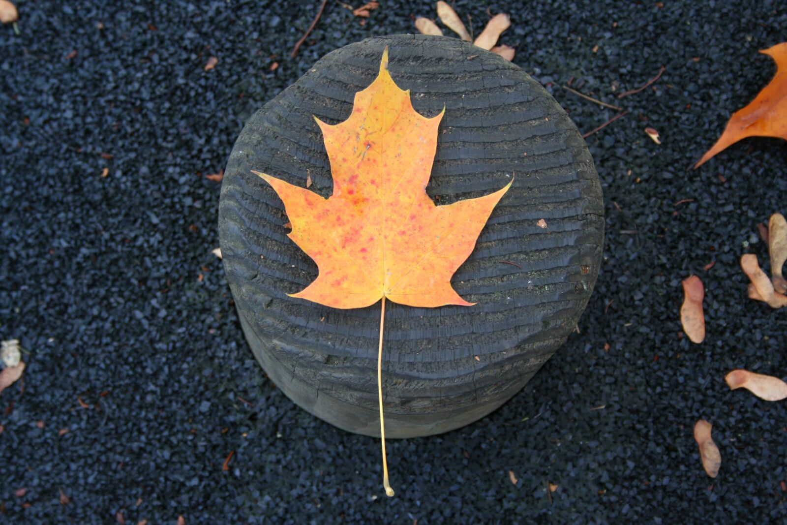Canon EOS 350D (EOS Digital Rebel XT / EOS Kiss Digital N) sample photo. Fall, outdoors, nature photography