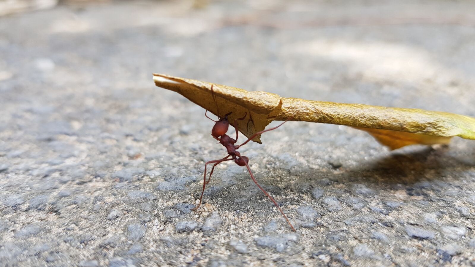 Samsung Galaxy S8+ sample photo. Nature, ant photography