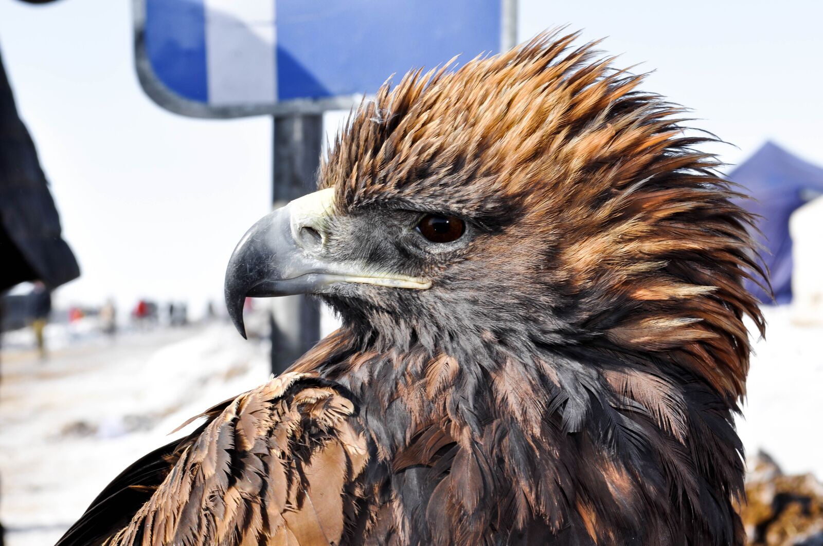 Nikon D90 sample photo. Eagle, tamed, bird photography