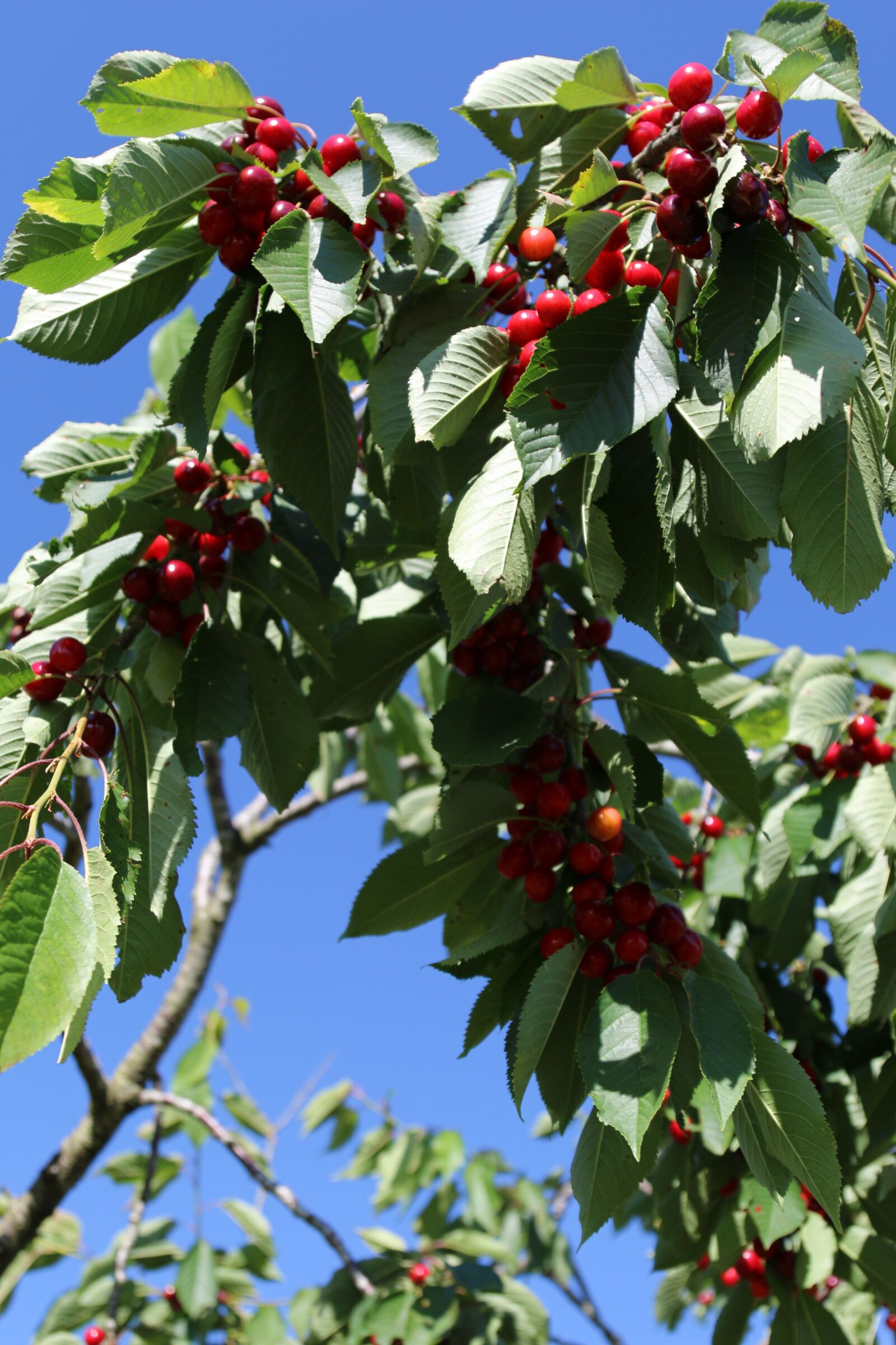 Canon EOS 70D + Canon EF 24-105mm F4L IS USM sample photo. Cherry, orchard, lorraine photography