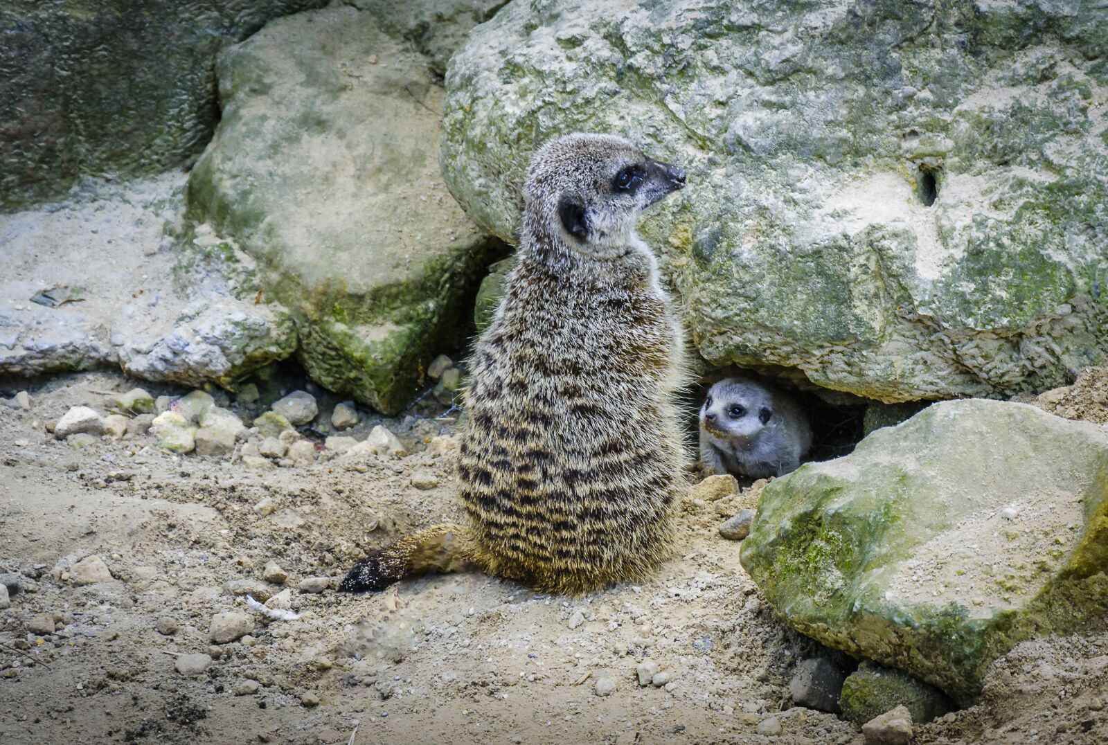 Nikon D7200 sample photo. Meerkat, baby, fauna photography