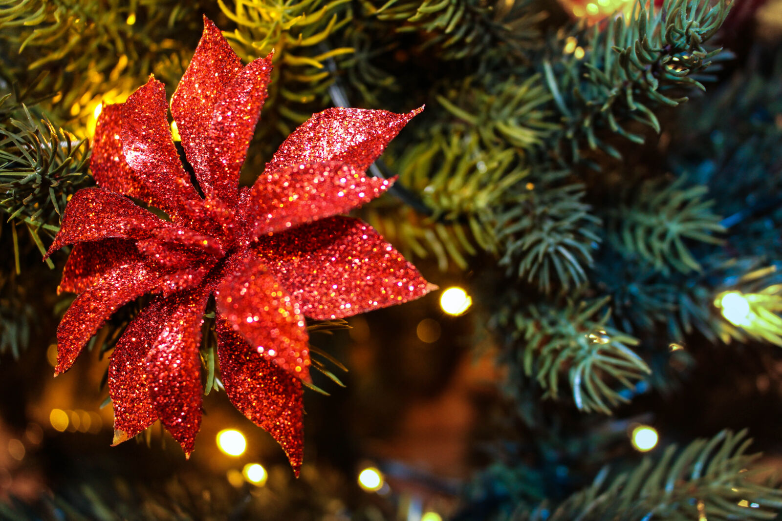 Canon EOS 700D (EOS Rebel T5i / EOS Kiss X7i) sample photo. Christmas, flower, winter photography