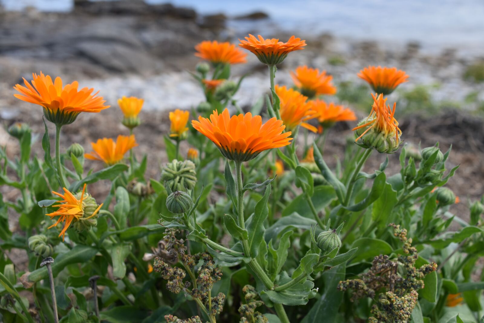 Nikon D5600 sample photo. Flowers, flowers color orange photography