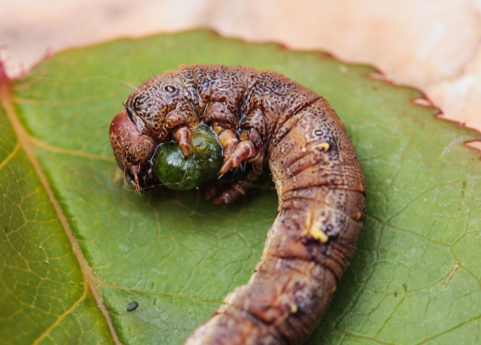 Canon EF-S 60mm F2.8 Macro USM sample photo. Caterpillar, animal, nature photography