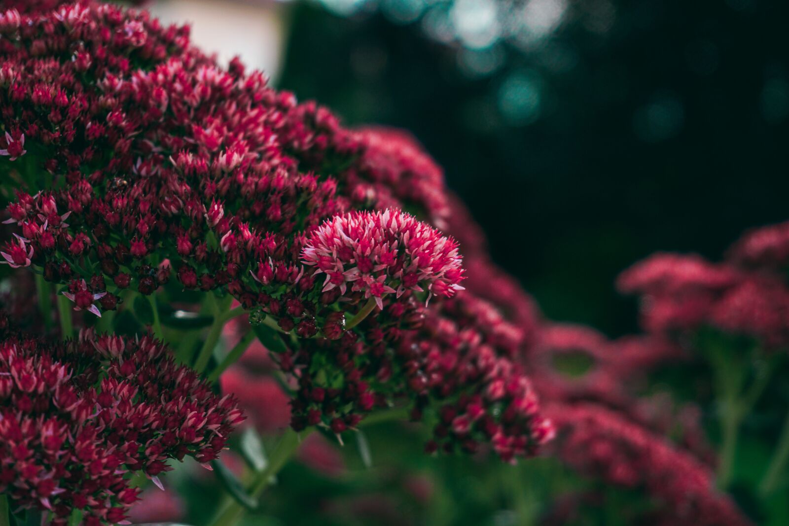 Sony a6300 sample photo. Flowers, nature, plant photography