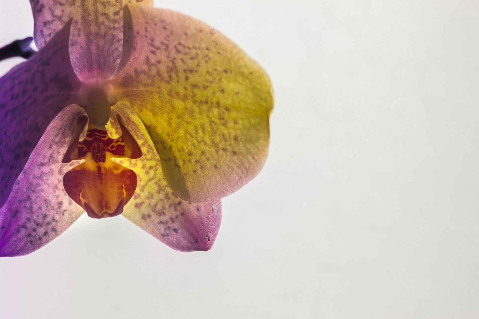 Canon EF 28-80mm f/3.5-5.6 sample photo. Orchid, plant, flower photography
