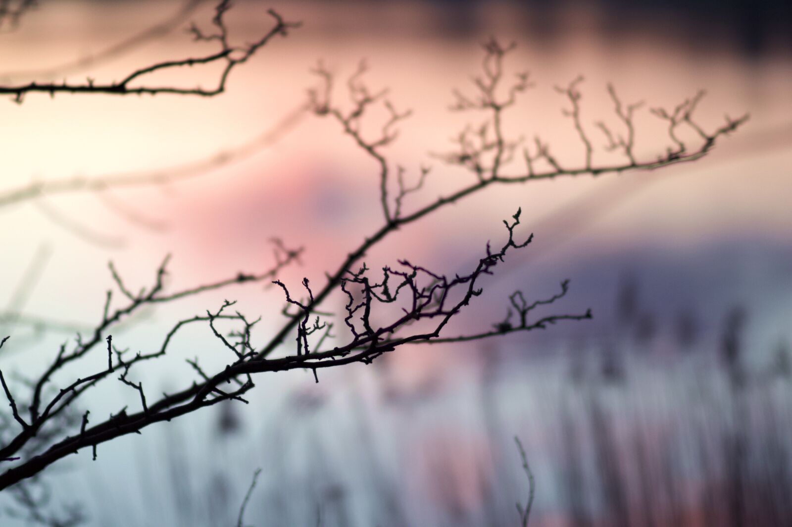 Nikon D3200 sample photo. Nature, dawn, tree photography