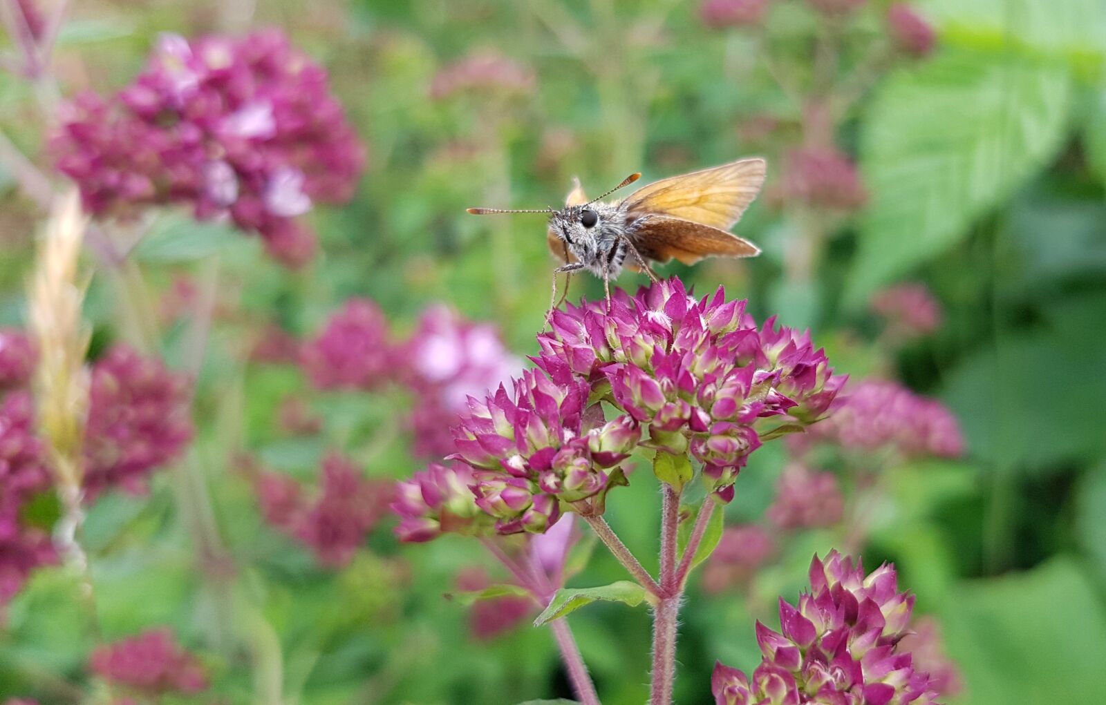 Samsung Galaxy S7 sample photo. Butterfly, small skipper, skipper photography