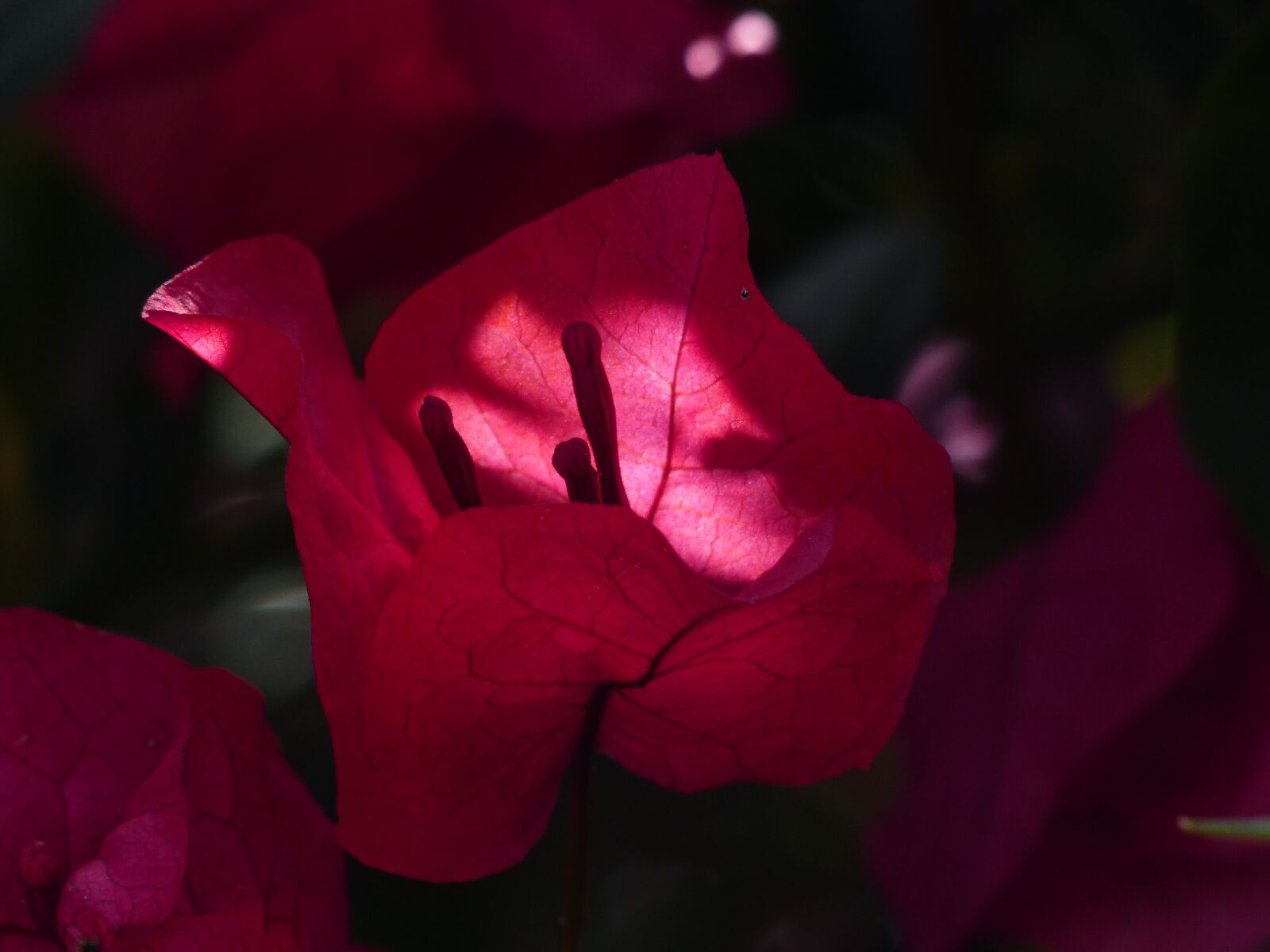 Panasonic Lumix DMC-FZ200 sample photo. Bougainvillea, colorful, flowers photography