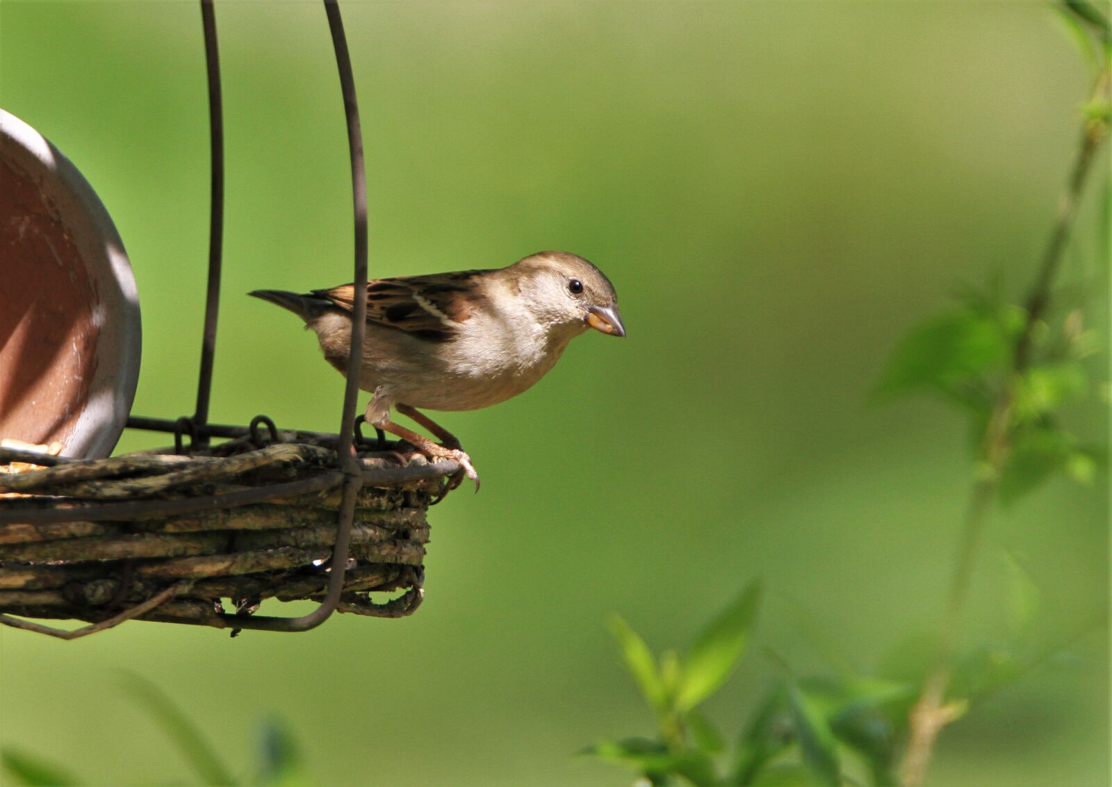 Tamron SP 150-600mm F5-6.3 Di VC USD sample photo. Sparrow, songbird, bird photography