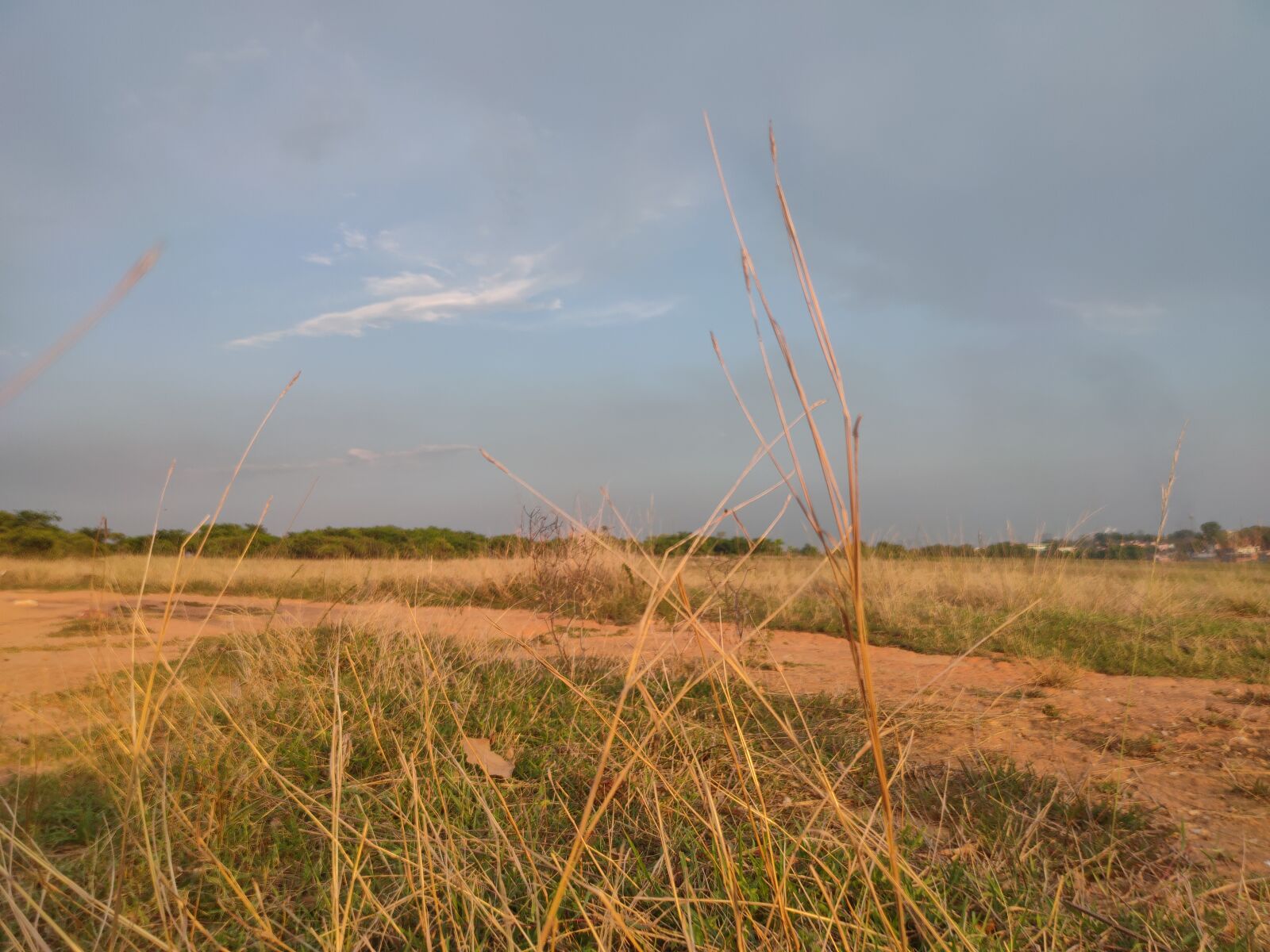 Realme XT sample photo. Fields, grass, nature photography