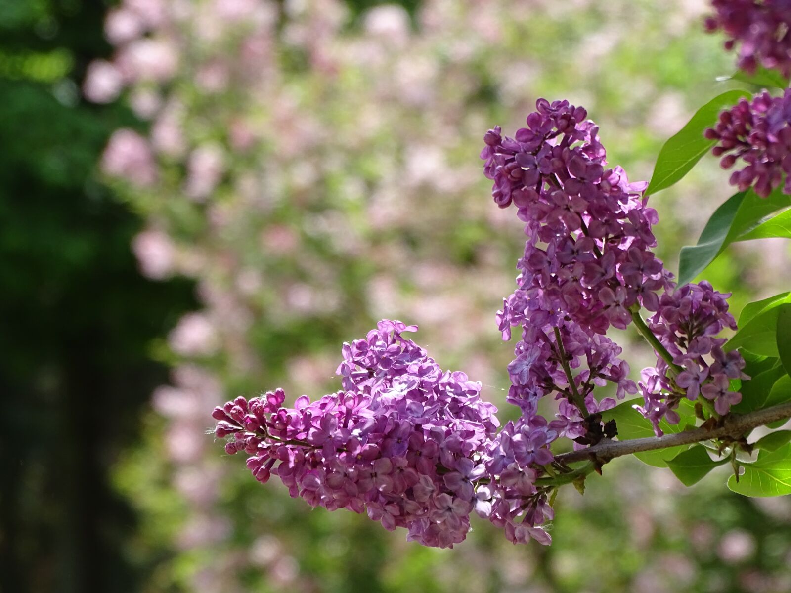 Sony Cyber-shot DSC-HX400V sample photo. Flower, plant, nature photography