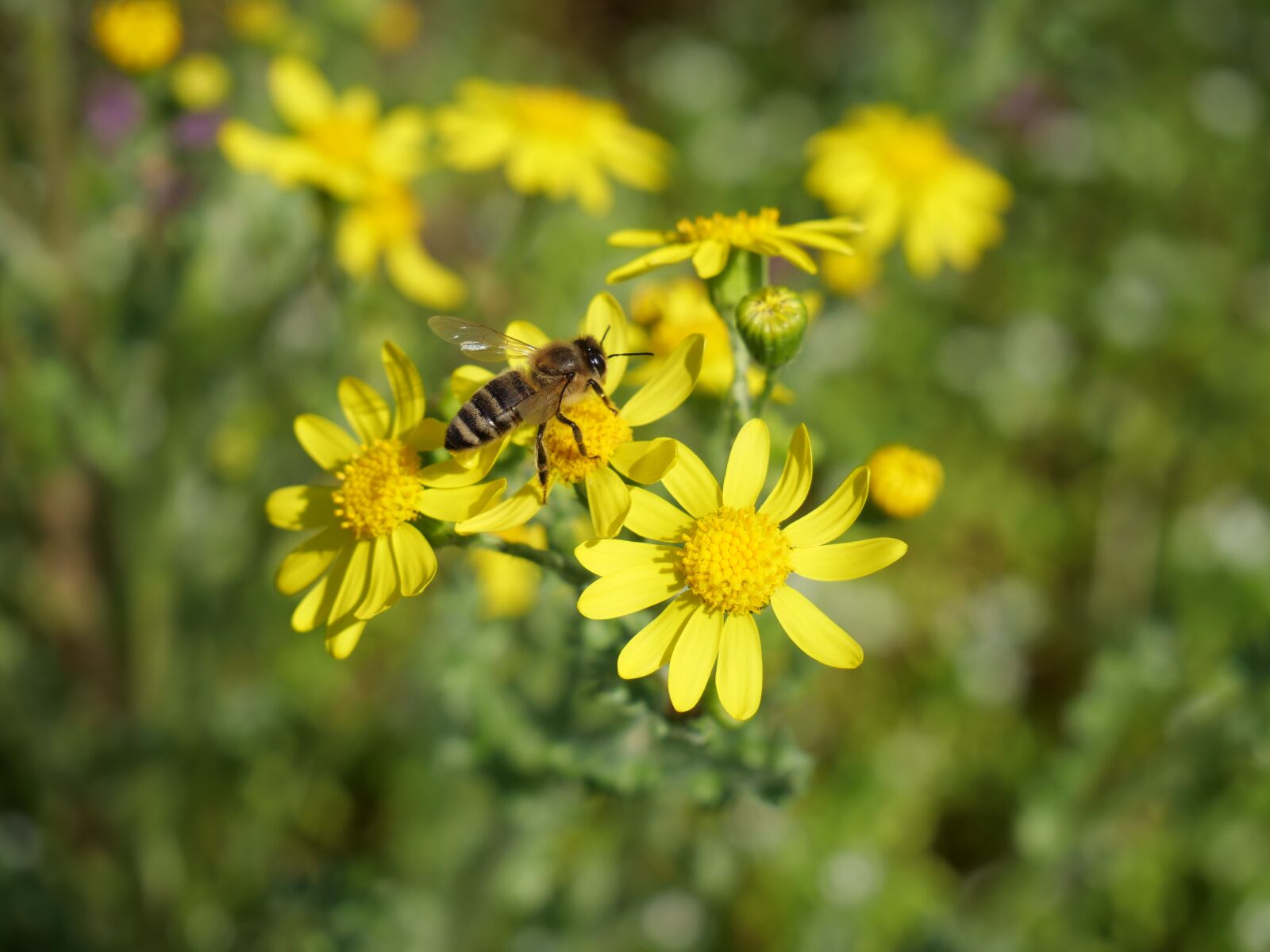 Panasonic Lumix DC-G9 sample photo. Bee, flower, insecta photography