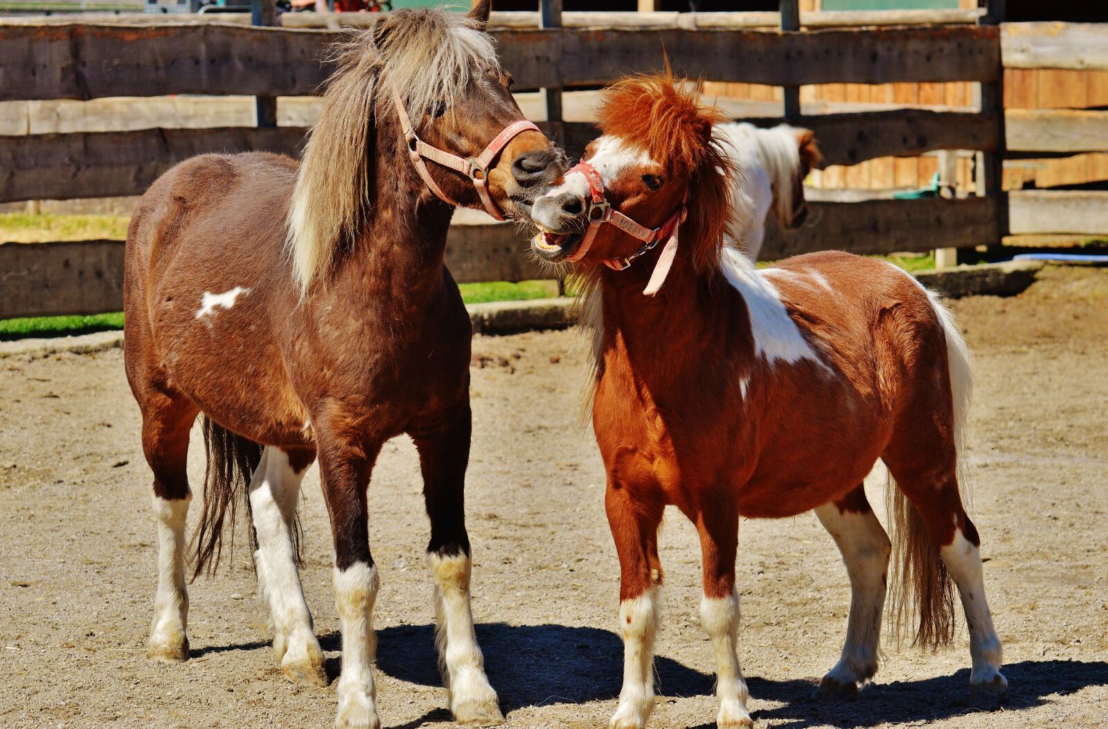 Nikon D3200 sample photo. Horses, play, funny photography