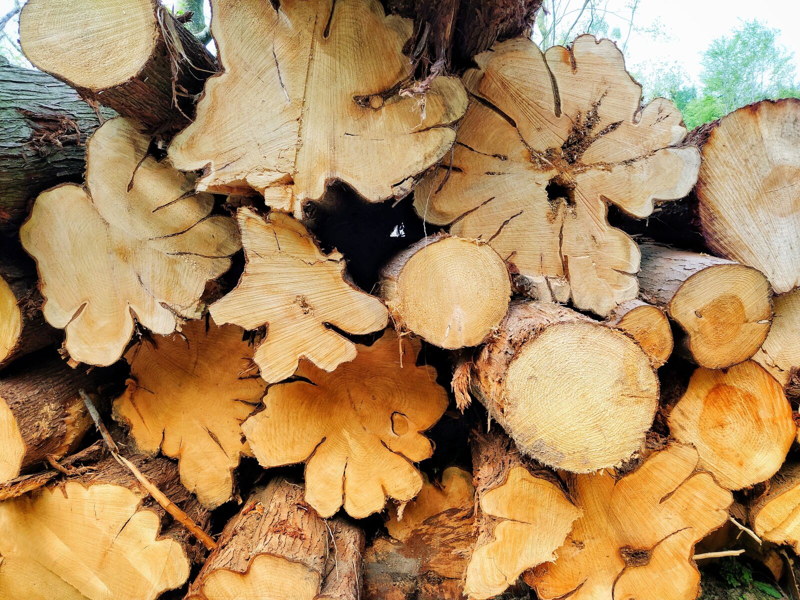 Xiaomi Mi A3 sample photo. Wood, tree, trunk photography
