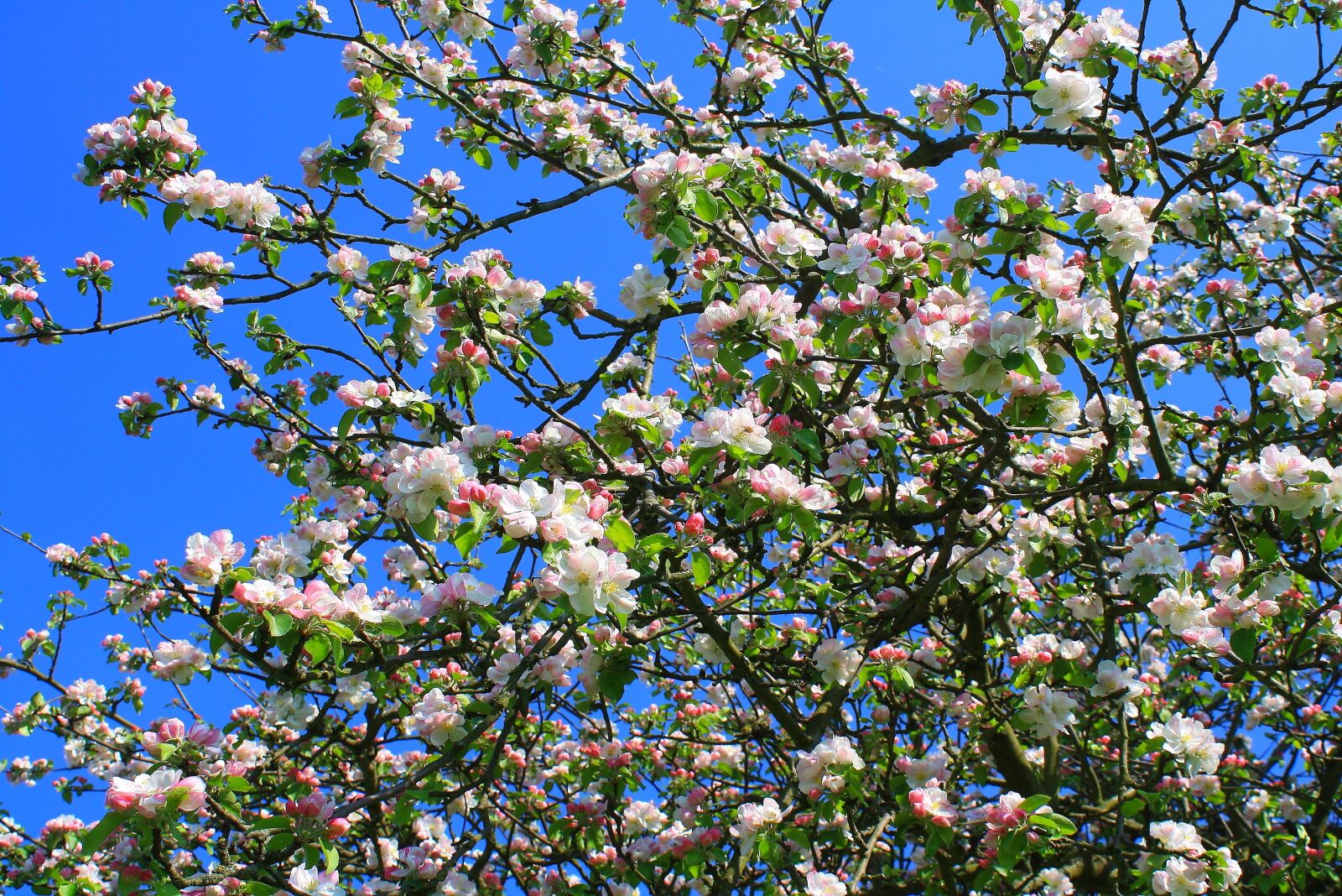 Canon EOS 1000D (EOS Digital Rebel XS / EOS Kiss F) sample photo. Flowers, apple blossoms, tree photography