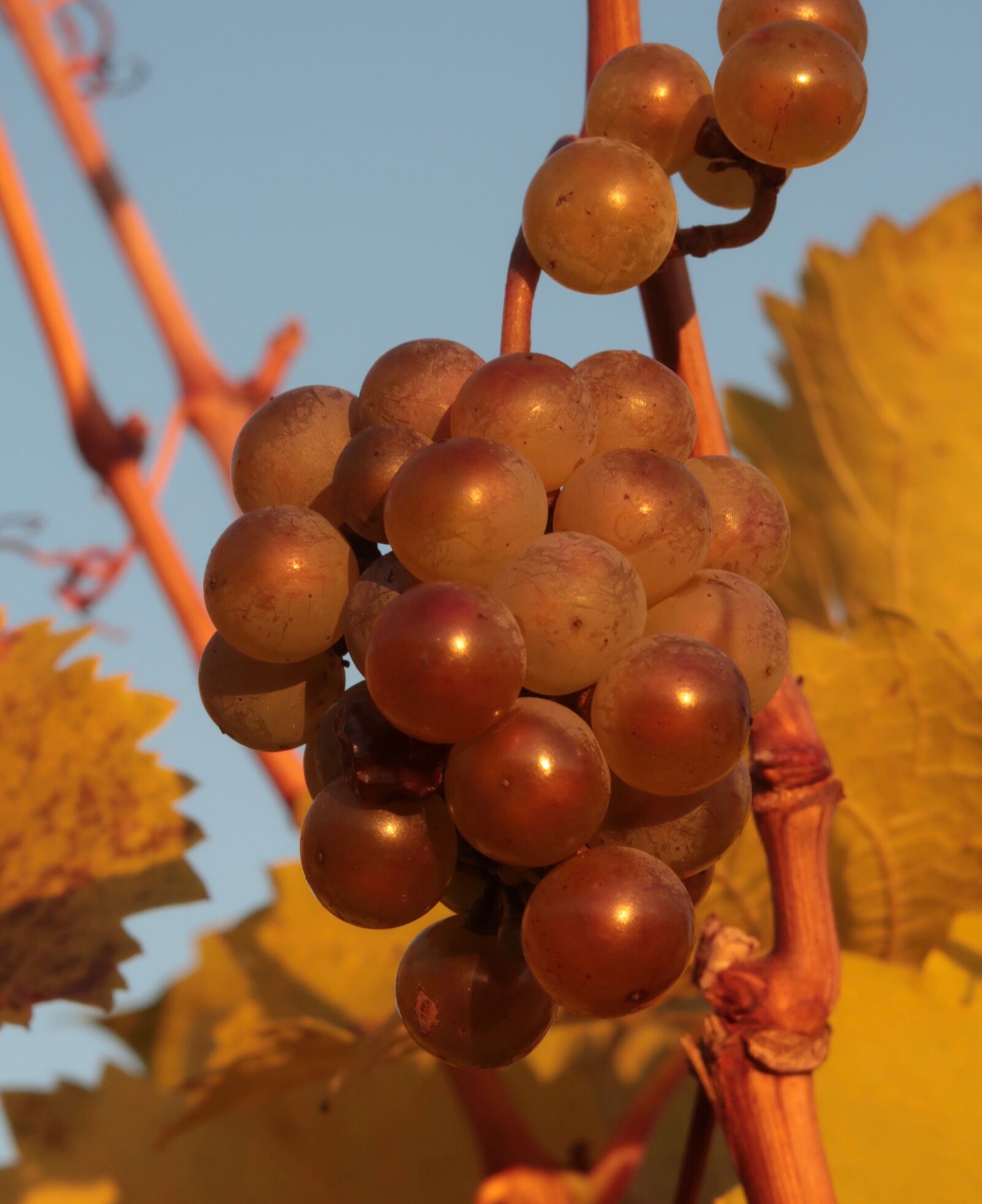 Canon PowerShot G7 X Mark II sample photo. Grapes, autumn, fruit photography