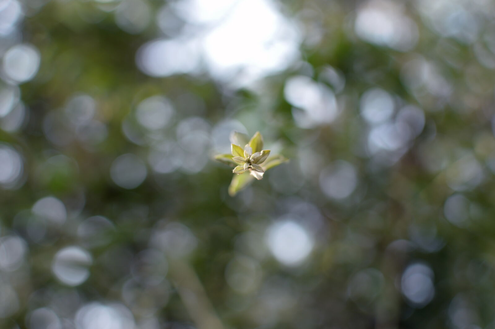 Nikon D3200 + Nikon AF-S DX Nikkor 35mm F1.8G sample photo. Beautiful, classic, flower, leaf photography