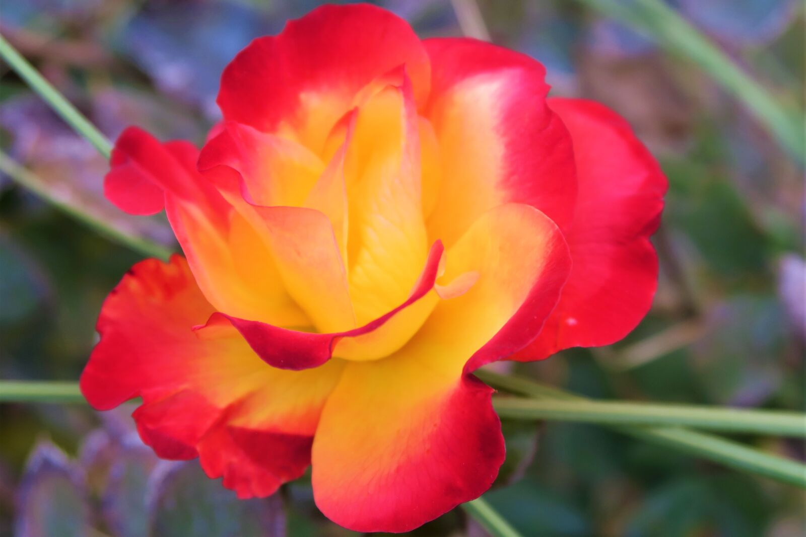 Canon PowerShot G7 X sample photo. Rose, algul, nature photography