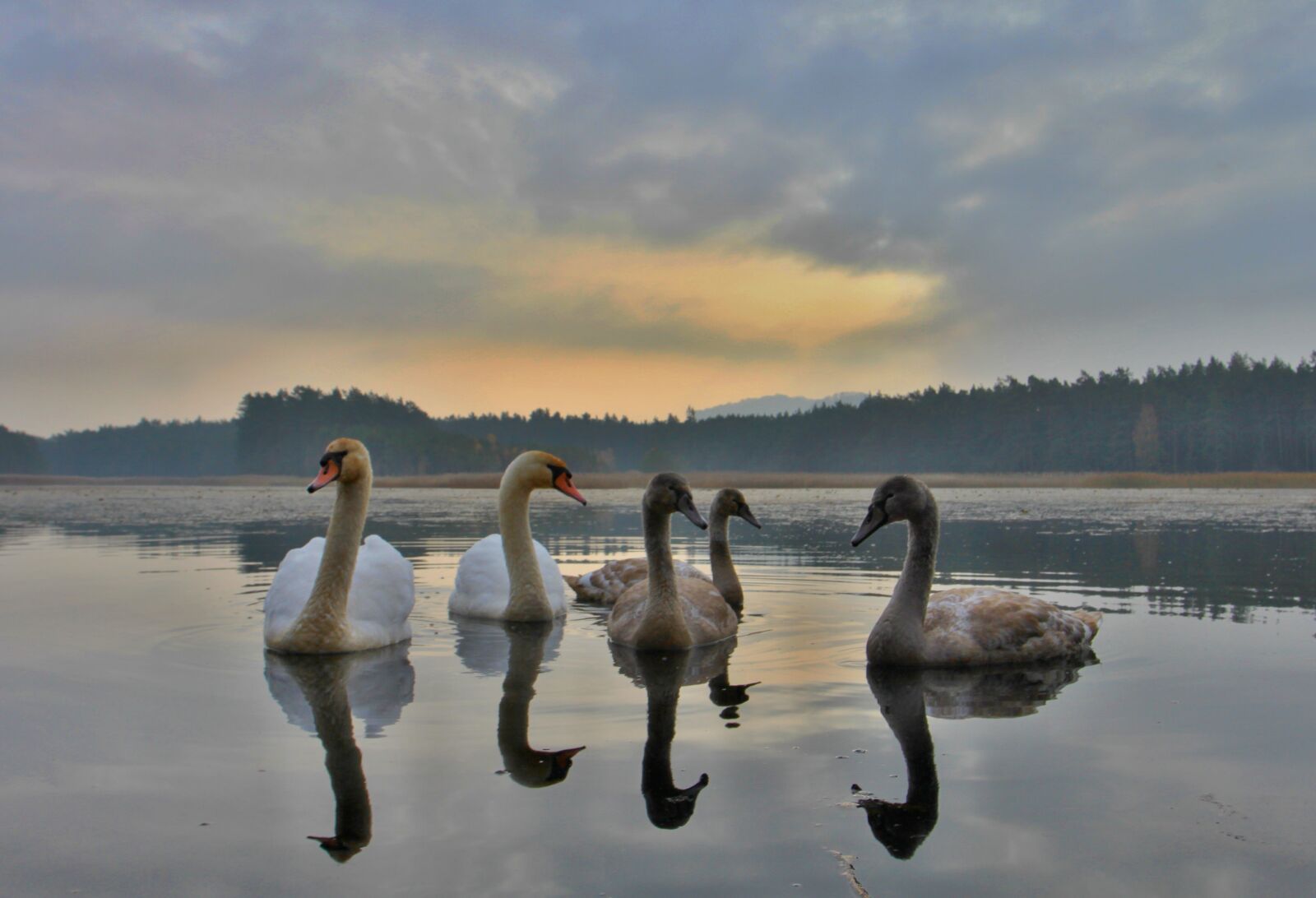 Canon EOS 500D (EOS Rebel T1i / EOS Kiss X3) sample photo. Morning, swans, pond photography