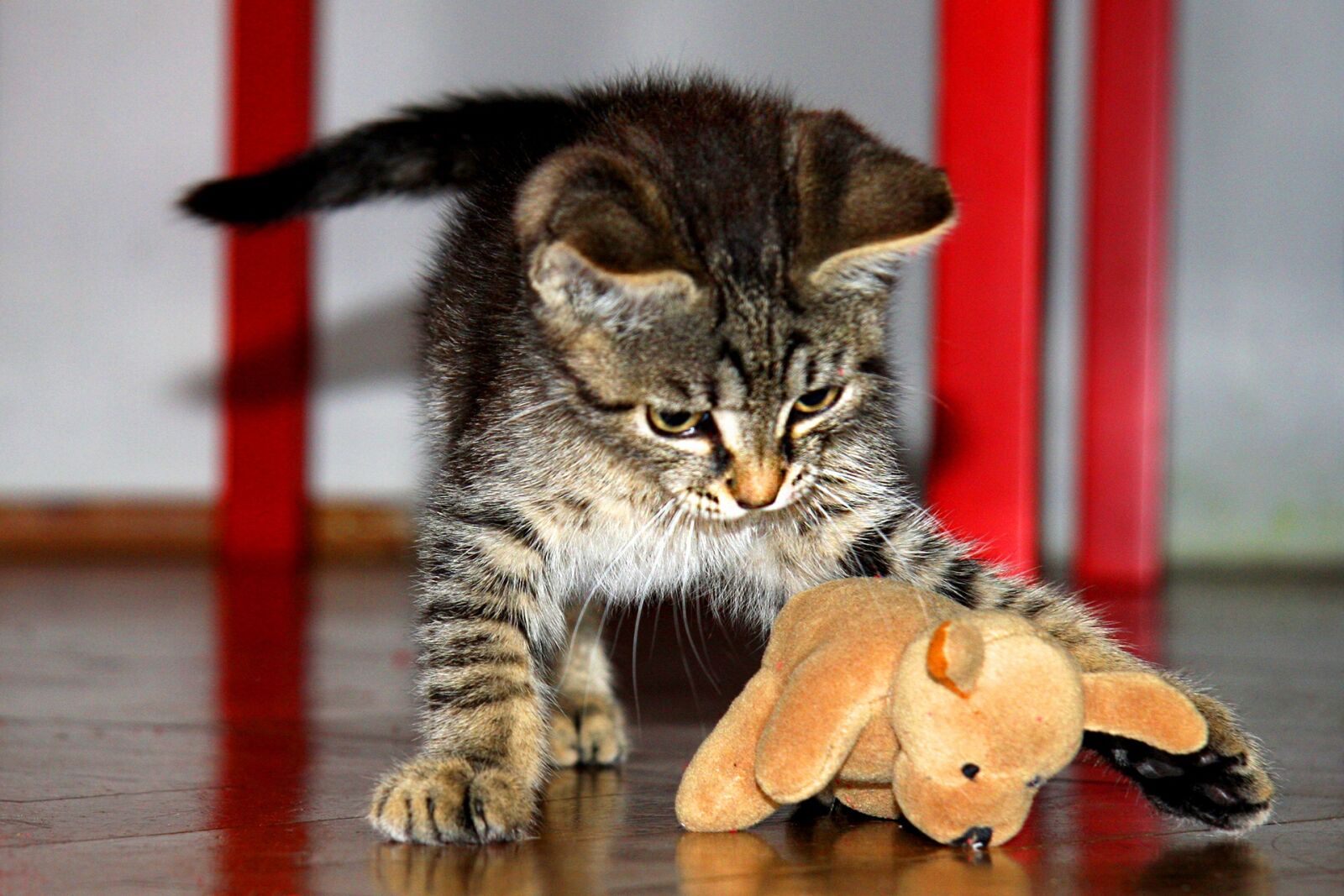 Canon EOS 40D sample photo. Kitten, toy, tomcat photography