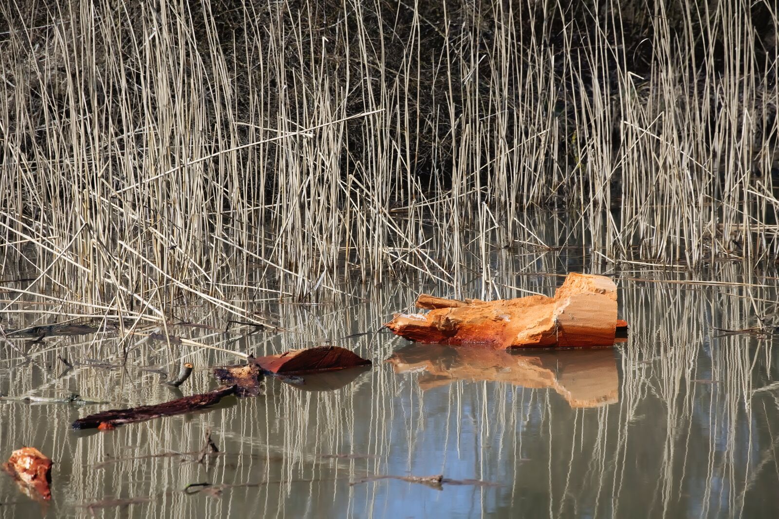 Nikon D3300 sample photo. Waters, wood, river photography