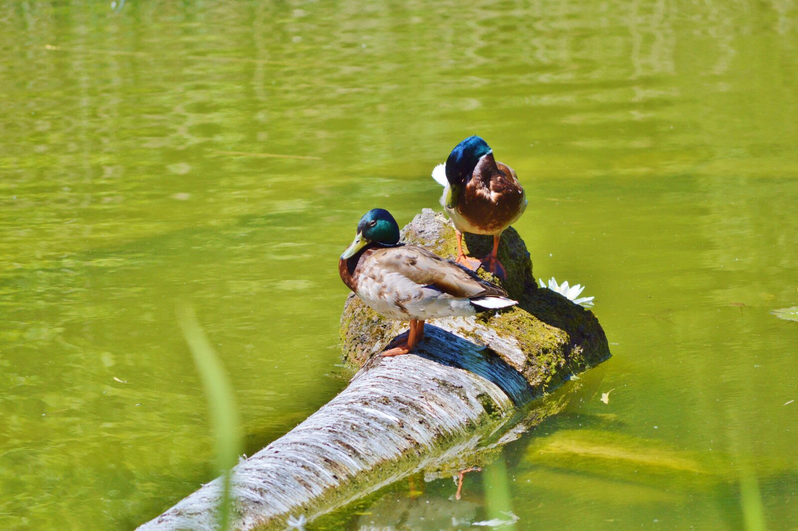 Nikon D3200 sample photo. Ducks, waterfowl, bird photography